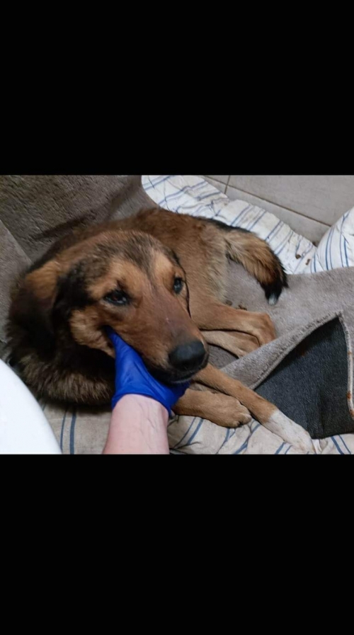 მეტისი ზუგდიდი