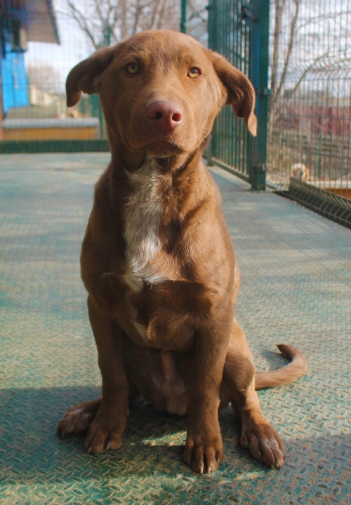 მეტისი უსახელო