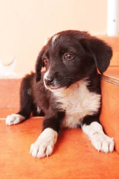 მეტისი უსახელო