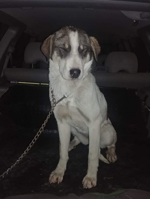 მეტისი უსახელო