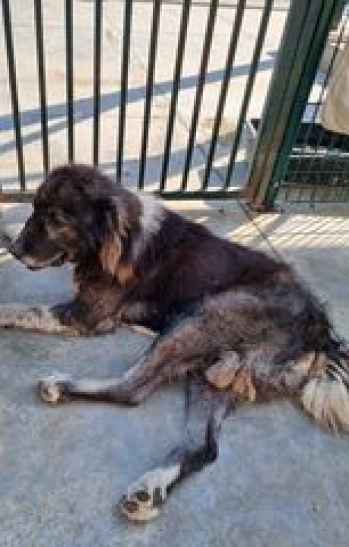 ქართული ნაგაზი მოიყვანა ვანო წიკლაურმა