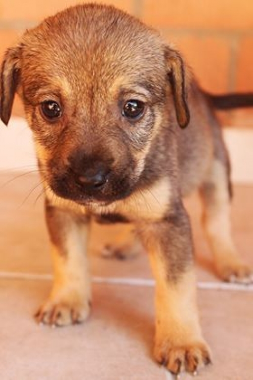 მეტისი უსახელო