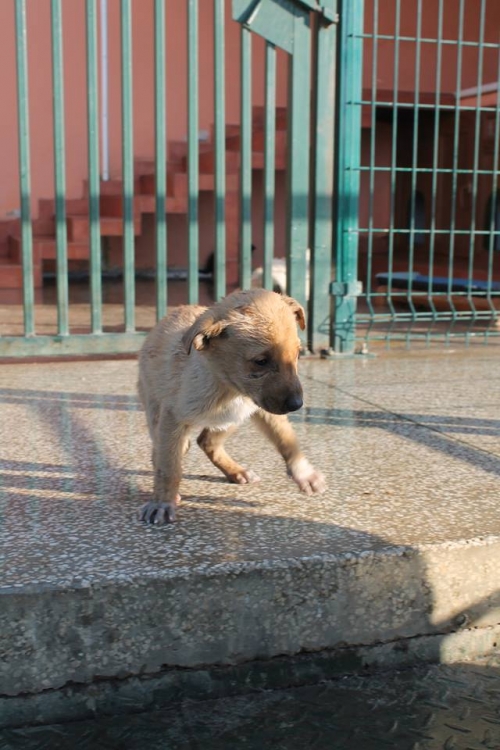 მეტისი უსახელო