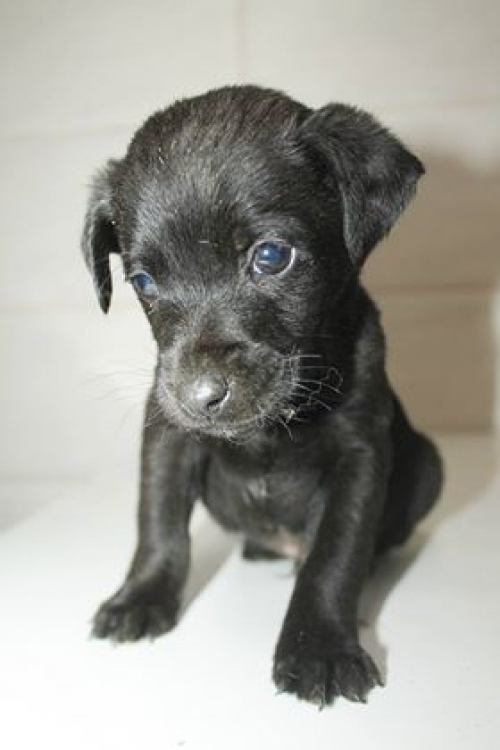 მეტისი უსახელო