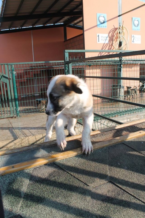 მეტისი უსახელო