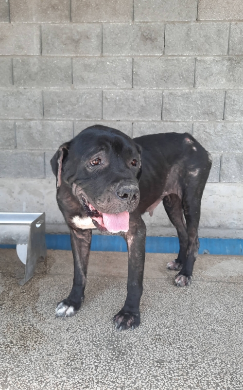 კანე კორსო ქუთაისი