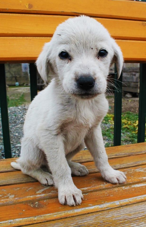 მეტისი უსახელო