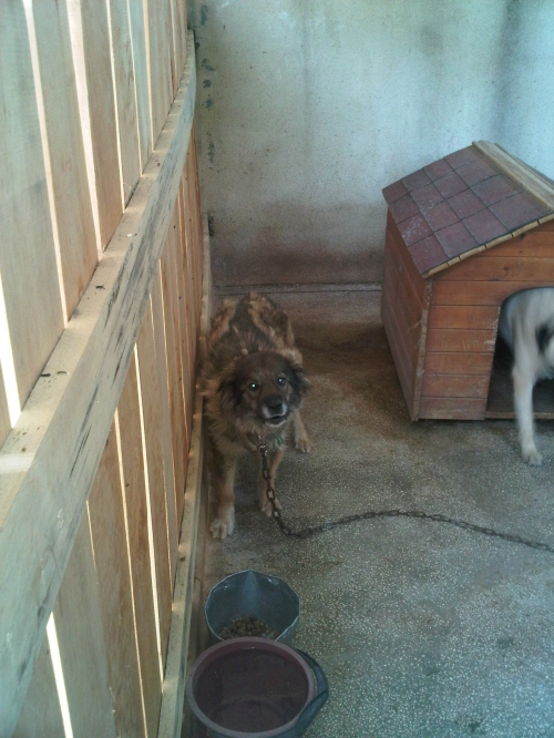 * გაჩუქებულები მეტისი