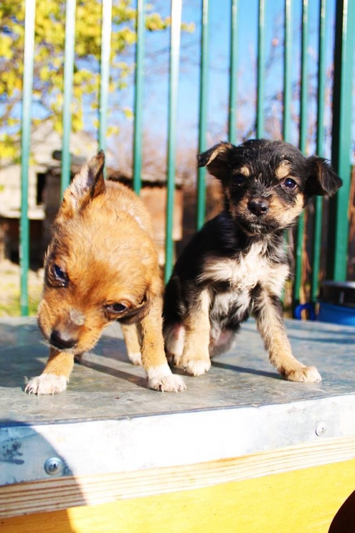 მეტისი უსახელო