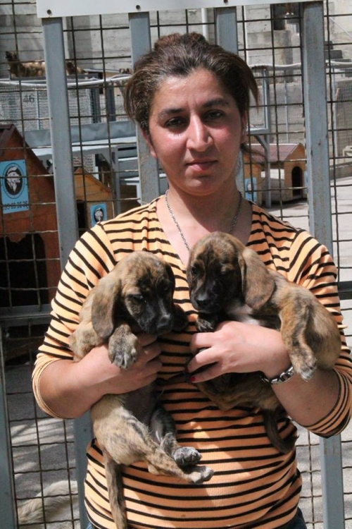 ბიგლის მეტისი უსახელო