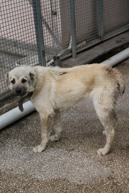 ქართული ნაგაზი ლეგა