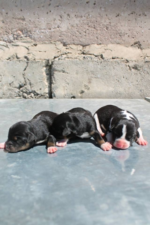 მეტისის ლეკვები უსახელო