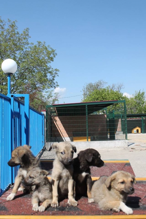 მეტისის ლეკვები უსახელო