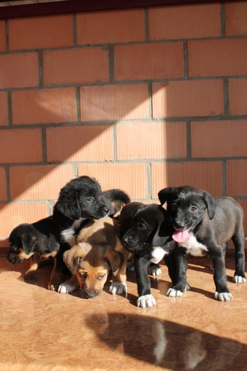 მეტისის ლეკვები უსახელო