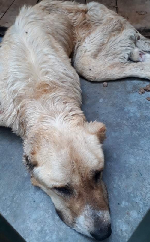 ქართული ნაგაზი უსახელო