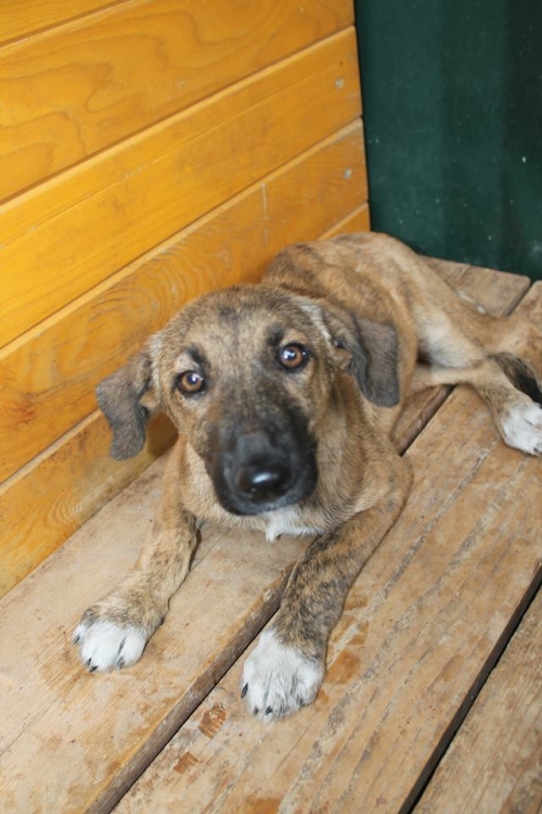 მეტისი უსახელო