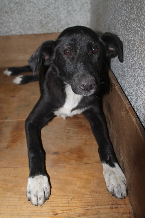 მეტისი უსახელო