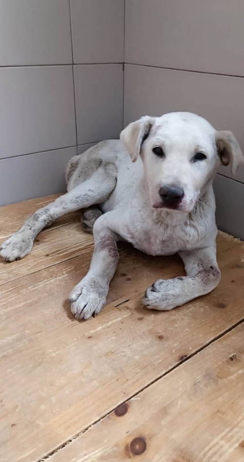 მეტისი სარაჯიშვილის გამზირი