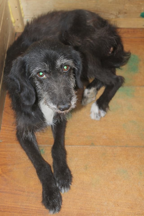 ბალონკა უსახელო