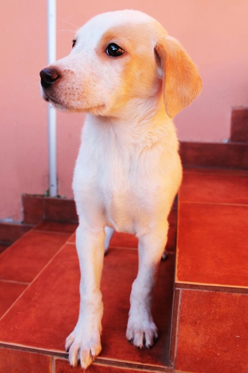 მეტისი უსახელო