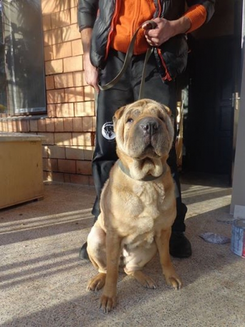 შარპეი ბუჩი