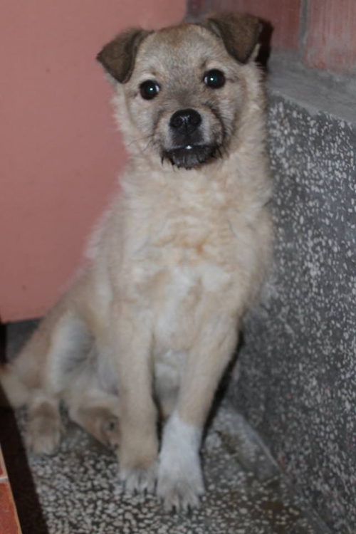 ბალონკის მეტისი უსახელო