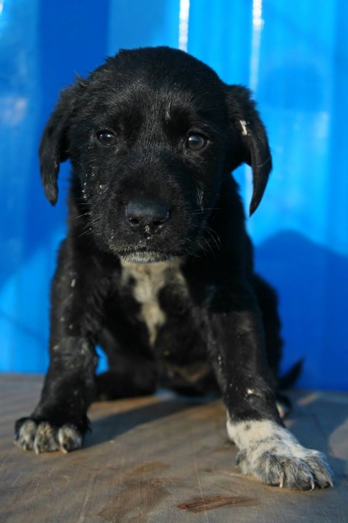 მეტისი უსახელო