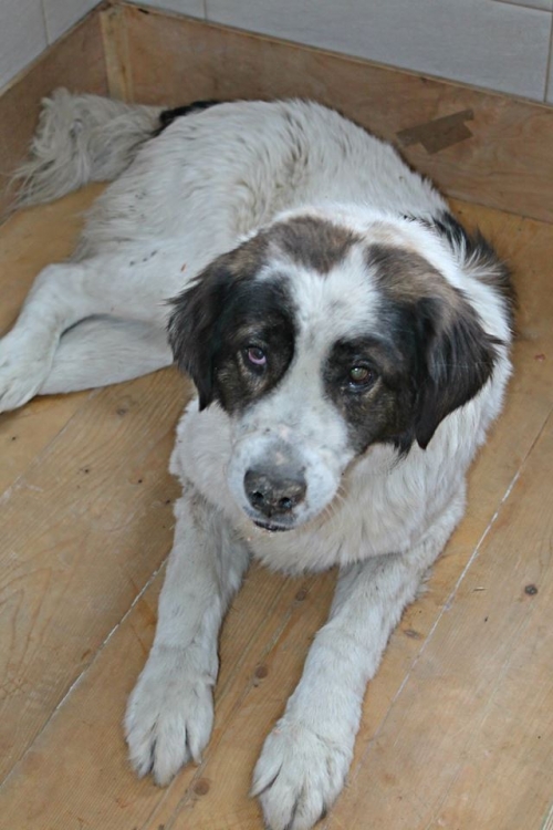 ქართული ქოფაკი ბაჯო