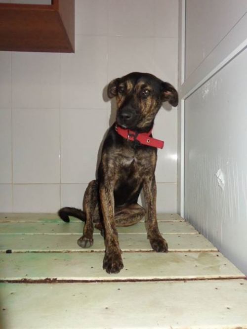 მეტისი პეპი