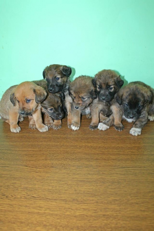 მეტისის ლეკვები უსახელო