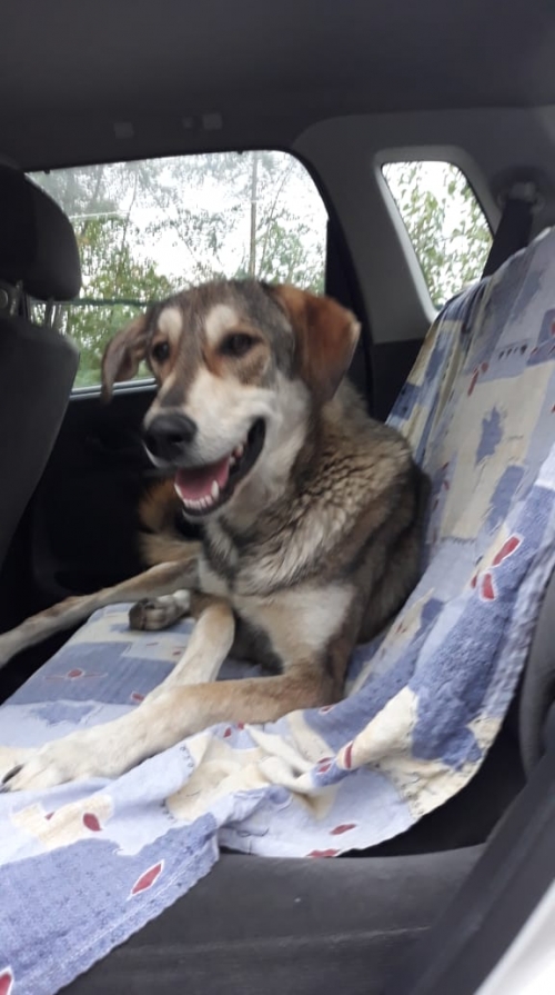 ქართული ქოფაკი უსახელო