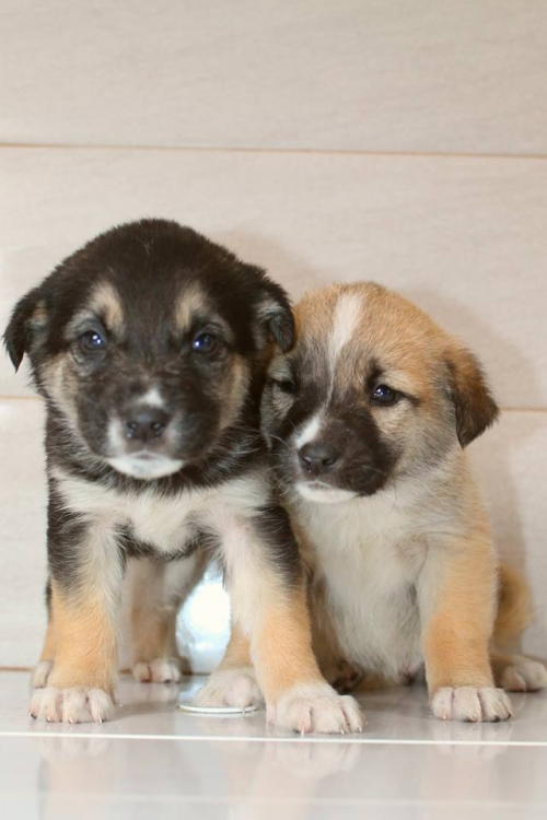 მეტისის ლეკვები უსახელო