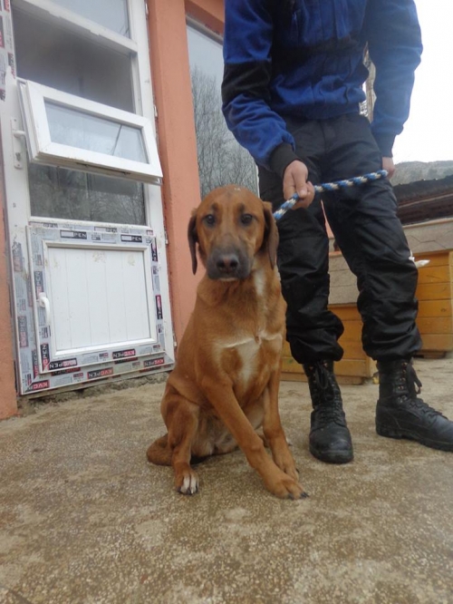 მეტისი ბაია