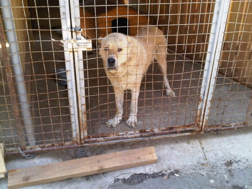 * გაჩუქებულები