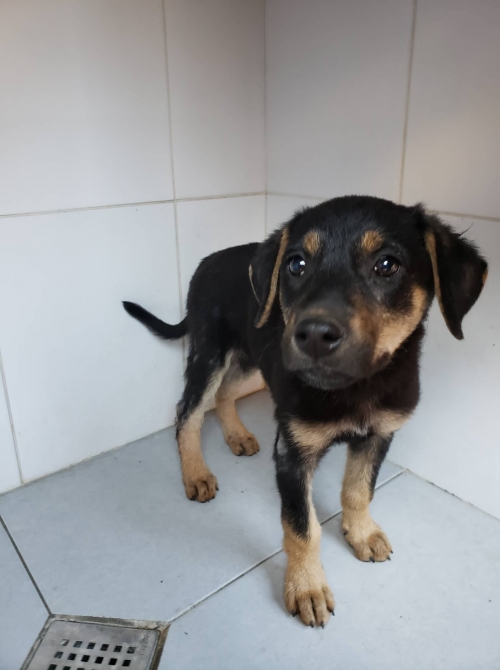 მეტისი აღმაშენებლის ხეივანზე