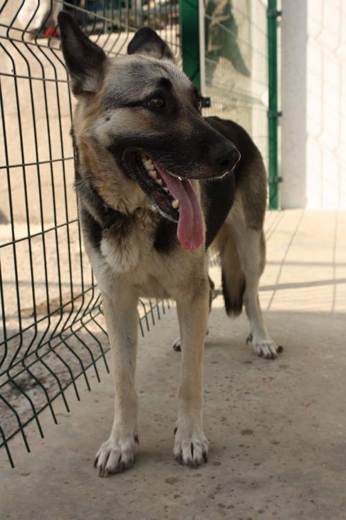 აღმოსავლეთ ევროპული ნაგაზი უსახელო