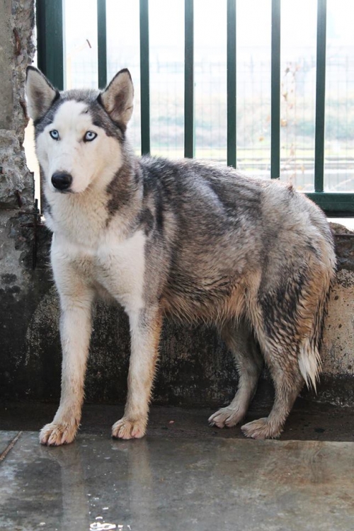 ლაიკა უსახელო