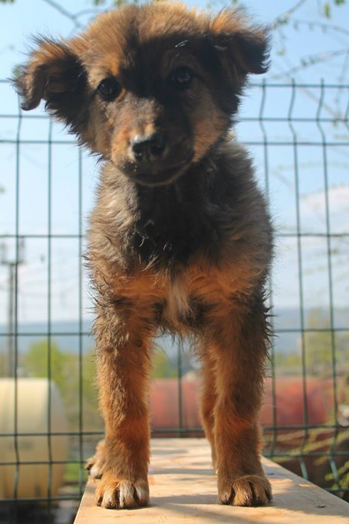 მეტისი უსახელო