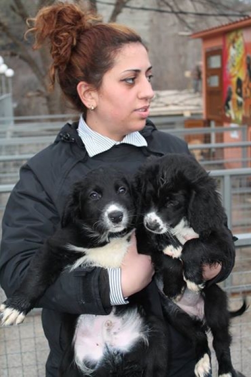 მეტისი უსახელო