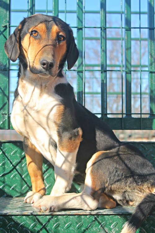 ტაქსას მეტისი უსახელო