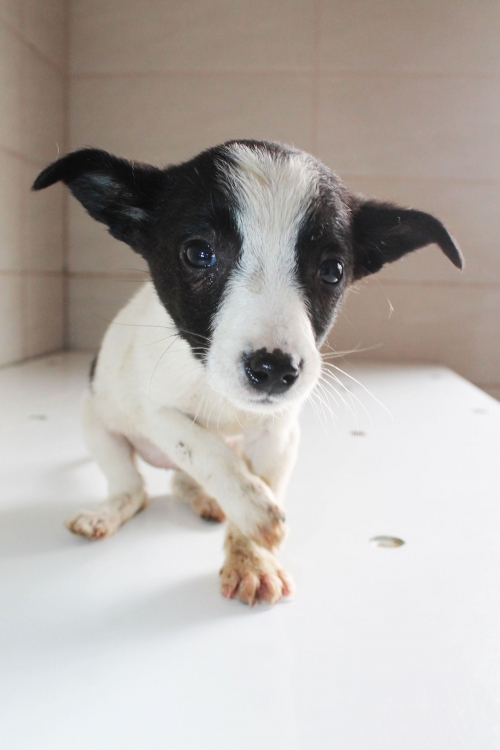 მეტისი უსახელო