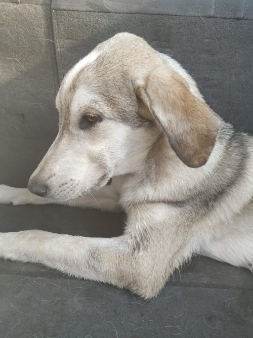 მეტისი უსახელო