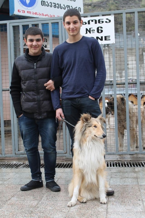 კოლი ლესი