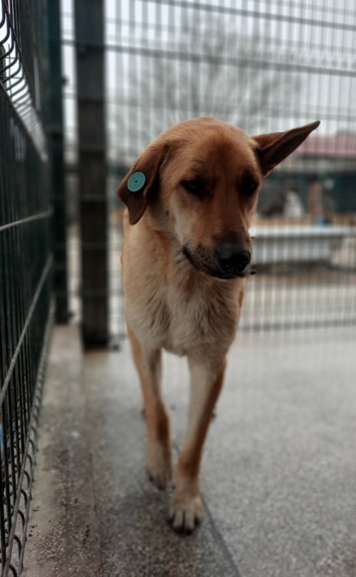 მეტისი ისანი