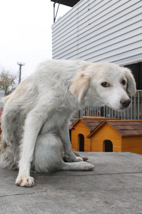 მეტისი უსახელო