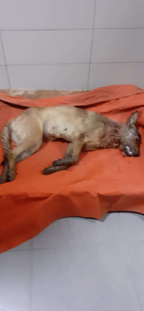 მეტისი უსახელო