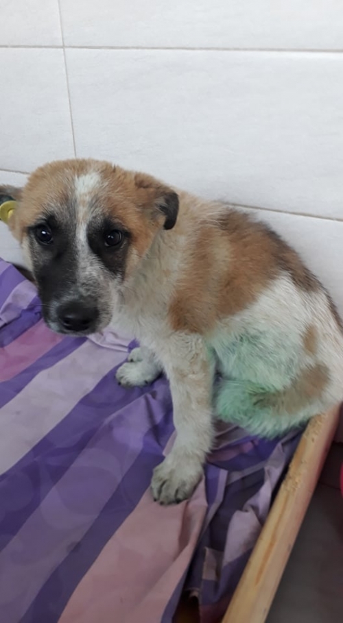 მეტისი უსახელო