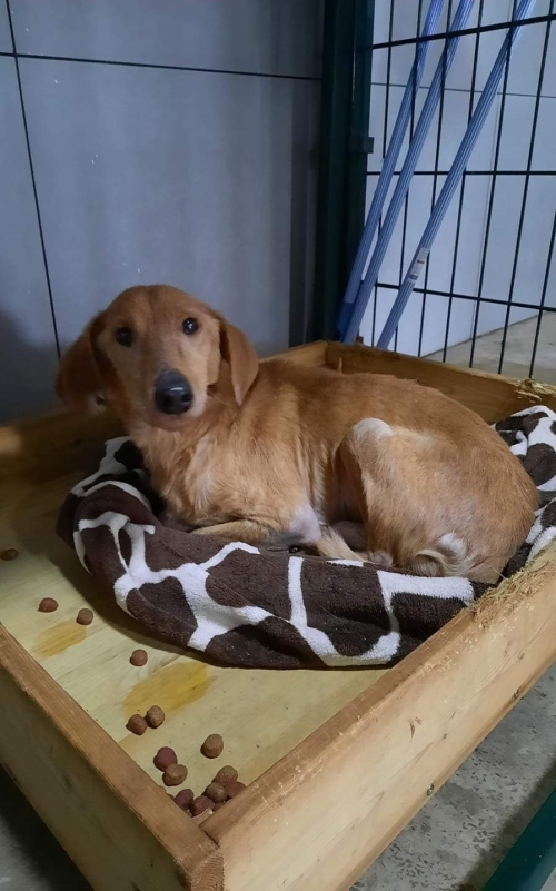 მეტისი კახეთი სოფ. ვაზისუბანი