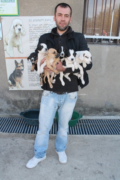 ფრანგული ბულდოგის მეტისი უსახელო