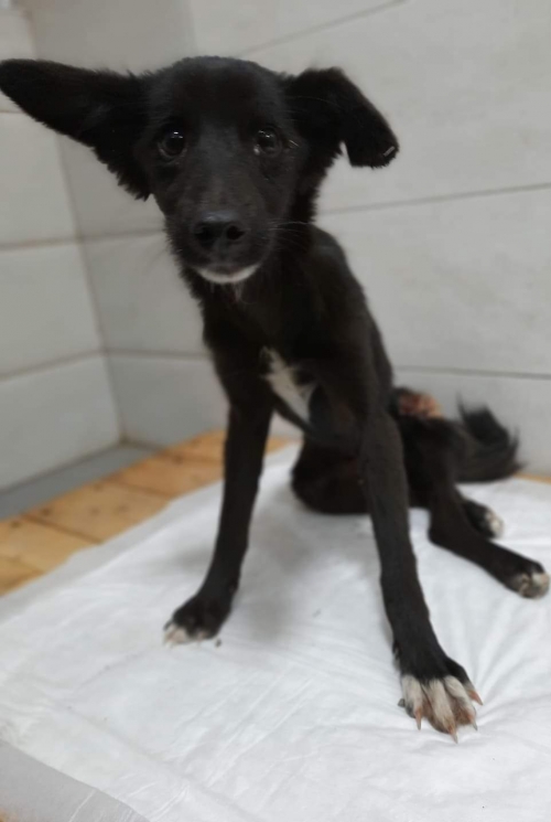 მეტისი უსახელო